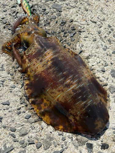 アオリイカの釣果