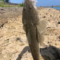 コチ