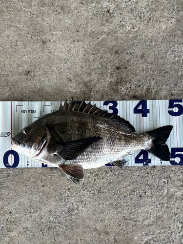 チヌの釣果
