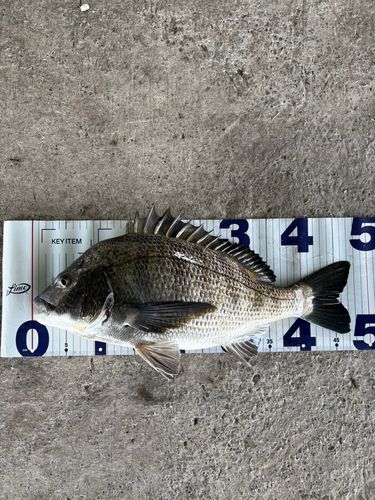 チヌの釣果
