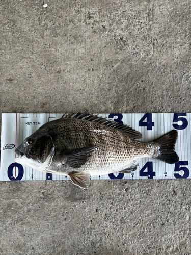 チヌの釣果