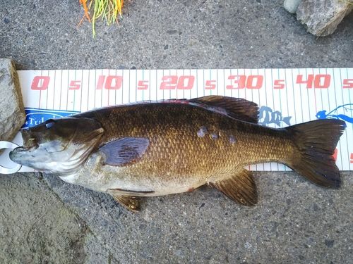 スモールマウスバスの釣果