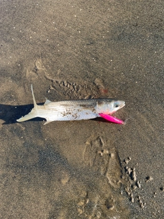 ボラの釣果