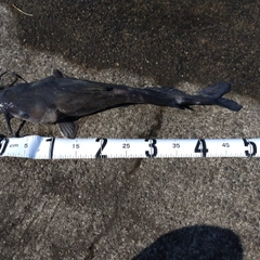 アメリカナマズの釣果