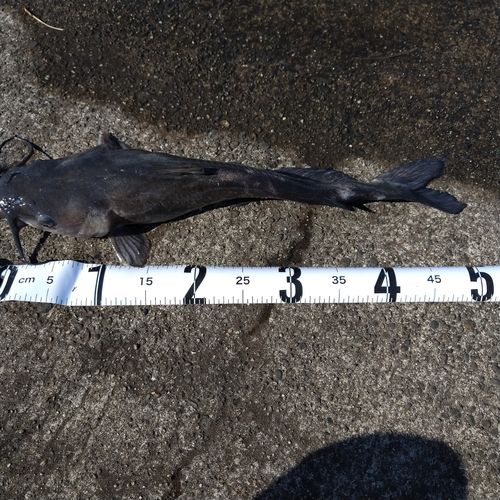 アメリカナマズの釣果