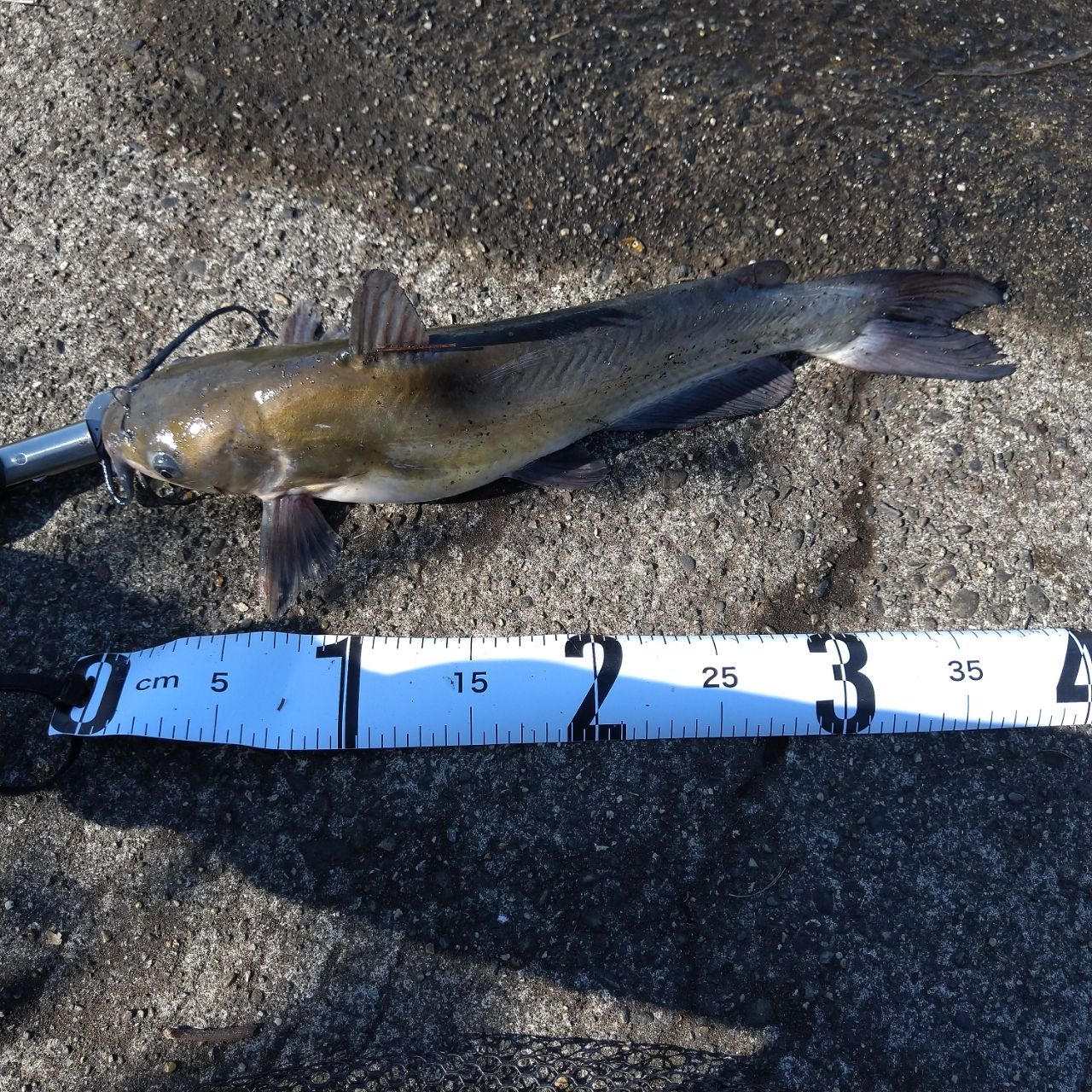 アメリカナマズ