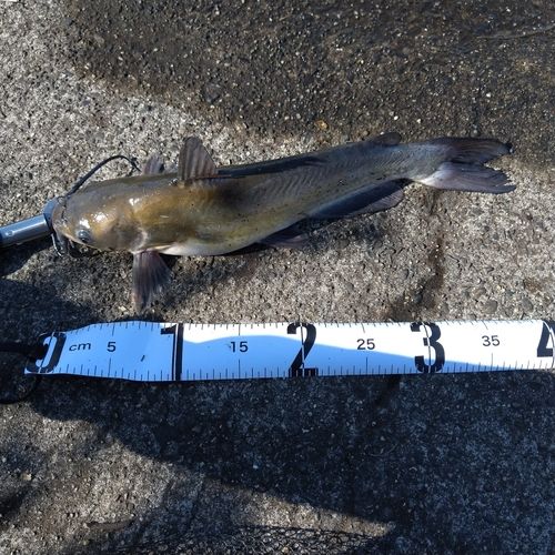 アメリカナマズの釣果