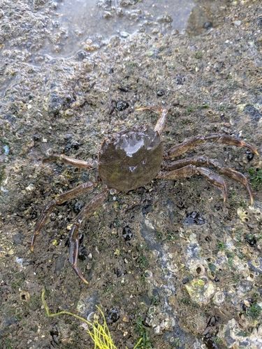 モクズガニの釣果