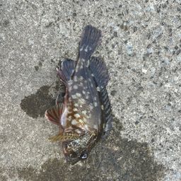 カサゴ