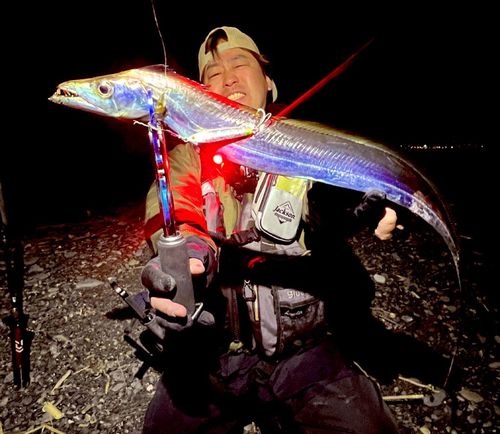 タチウオの釣果