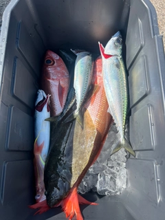 釣果