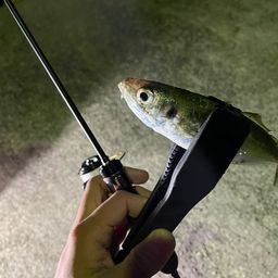 アジ