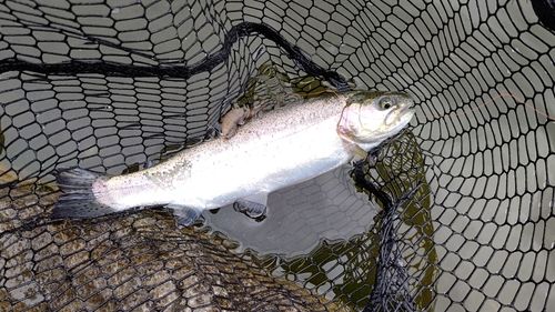 ニジマスの釣果