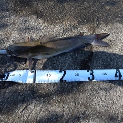 アメリカナマズの釣果