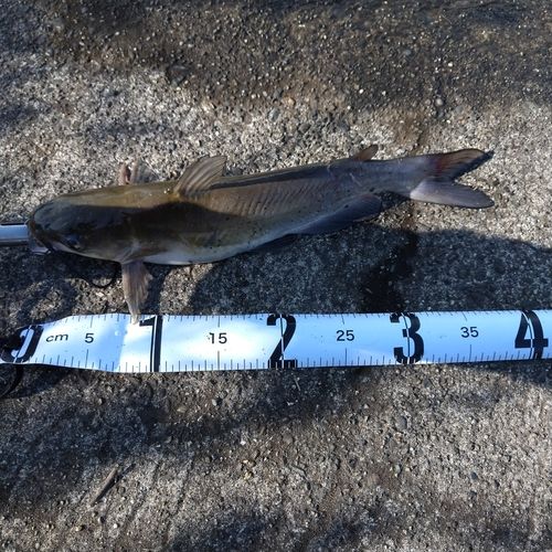 アメリカナマズの釣果