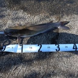 アメリカナマズ