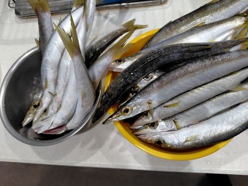 カマスの釣果