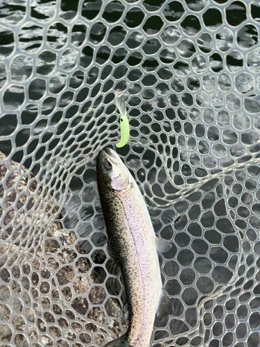 レインボートラウトの釣果