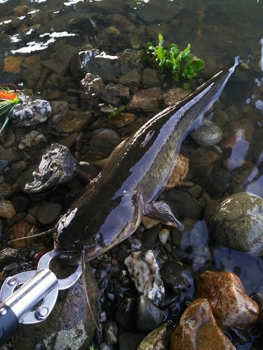 マナマズの釣果