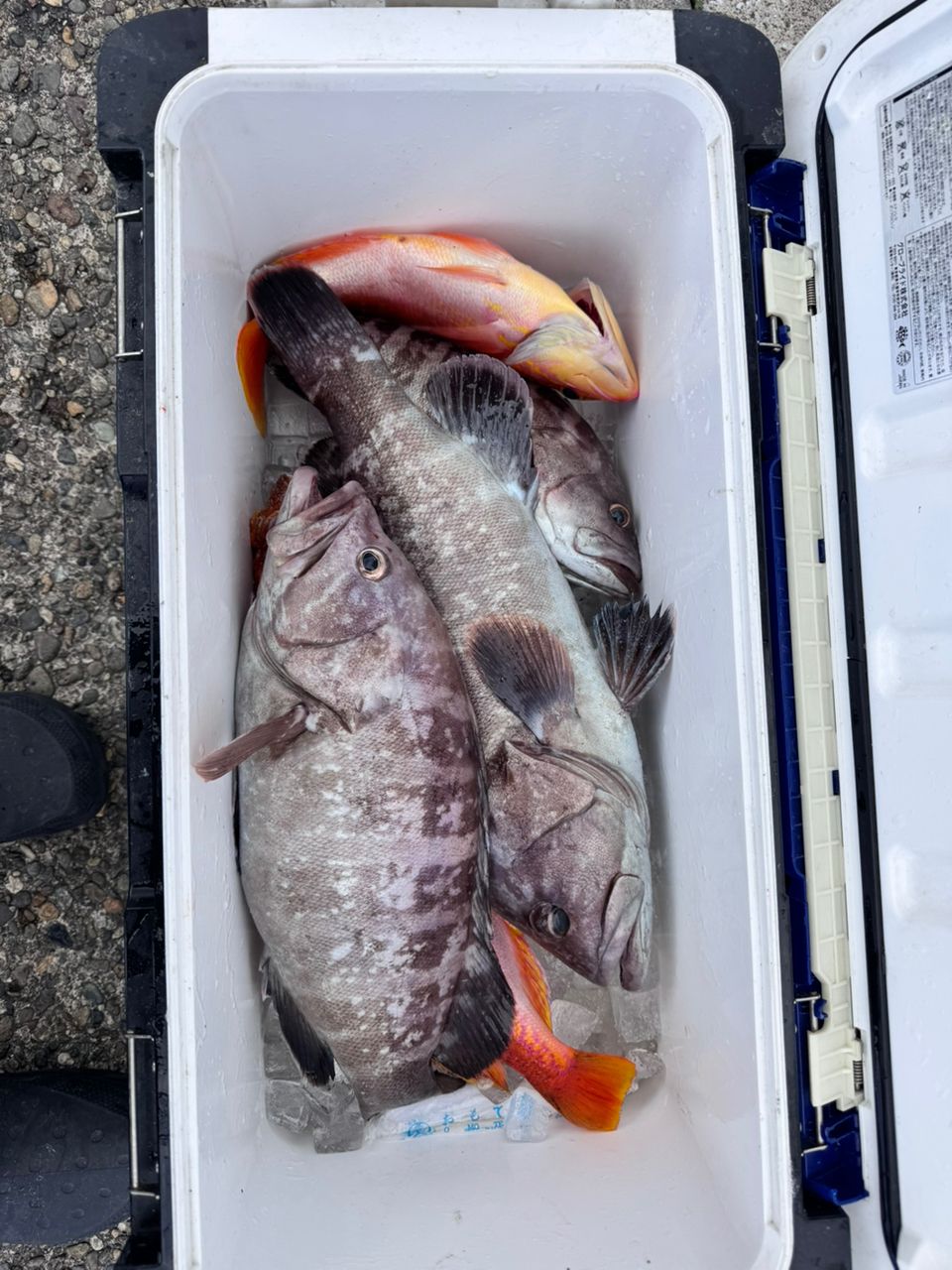 TATSUYA@SHINSHOUMARUさんの釣果 3枚目の画像