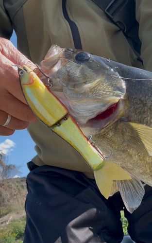 スモールマウスバスの釣果