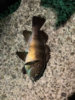 メバルの釣果