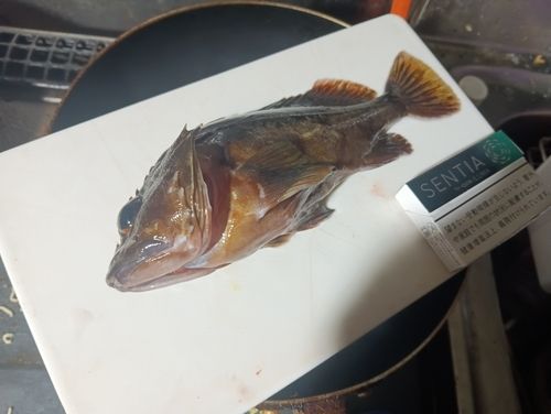 カサゴの釣果