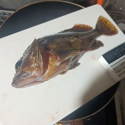 カサゴ