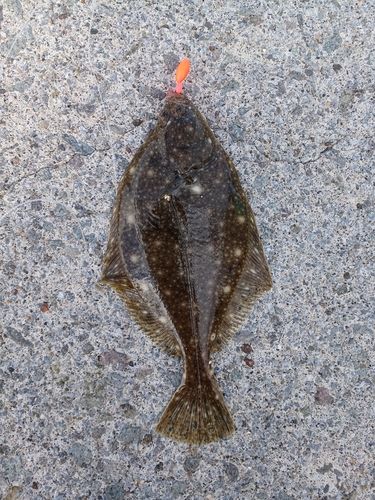 イシガレイの釣果