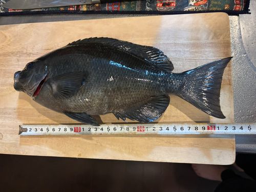 メジナの釣果