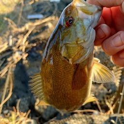 スモールマウスバス