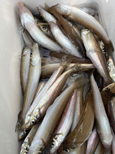 シロギスの釣果