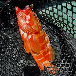 ハンゴーミーバイ