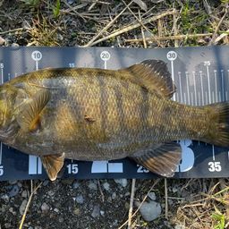 スモールマウスバス