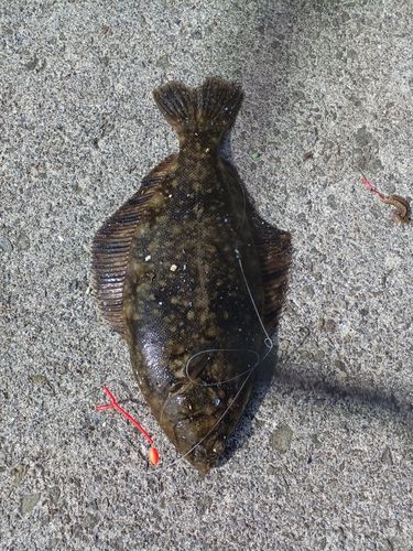 クロガシラガレイの釣果