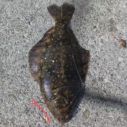 クロガシラガレイ