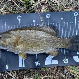 スモールマウスバス