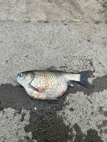 ヘラブナの釣果