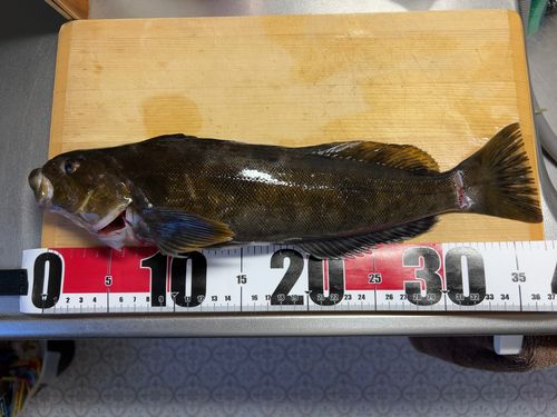 アブラコの釣果