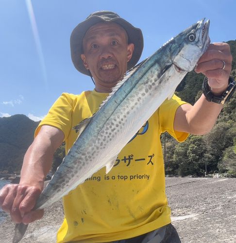 サワラの釣果