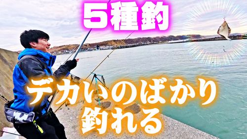 カレイの釣果