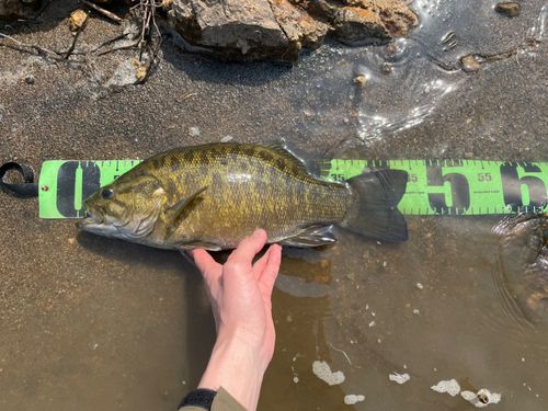 スモールマウスバスの釣果