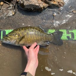 スモールマウスバス