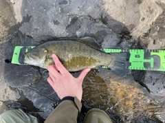 スモールマウスバスの釣果