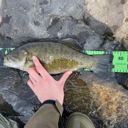 スモールマウスバス