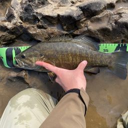 スモールマウスバス