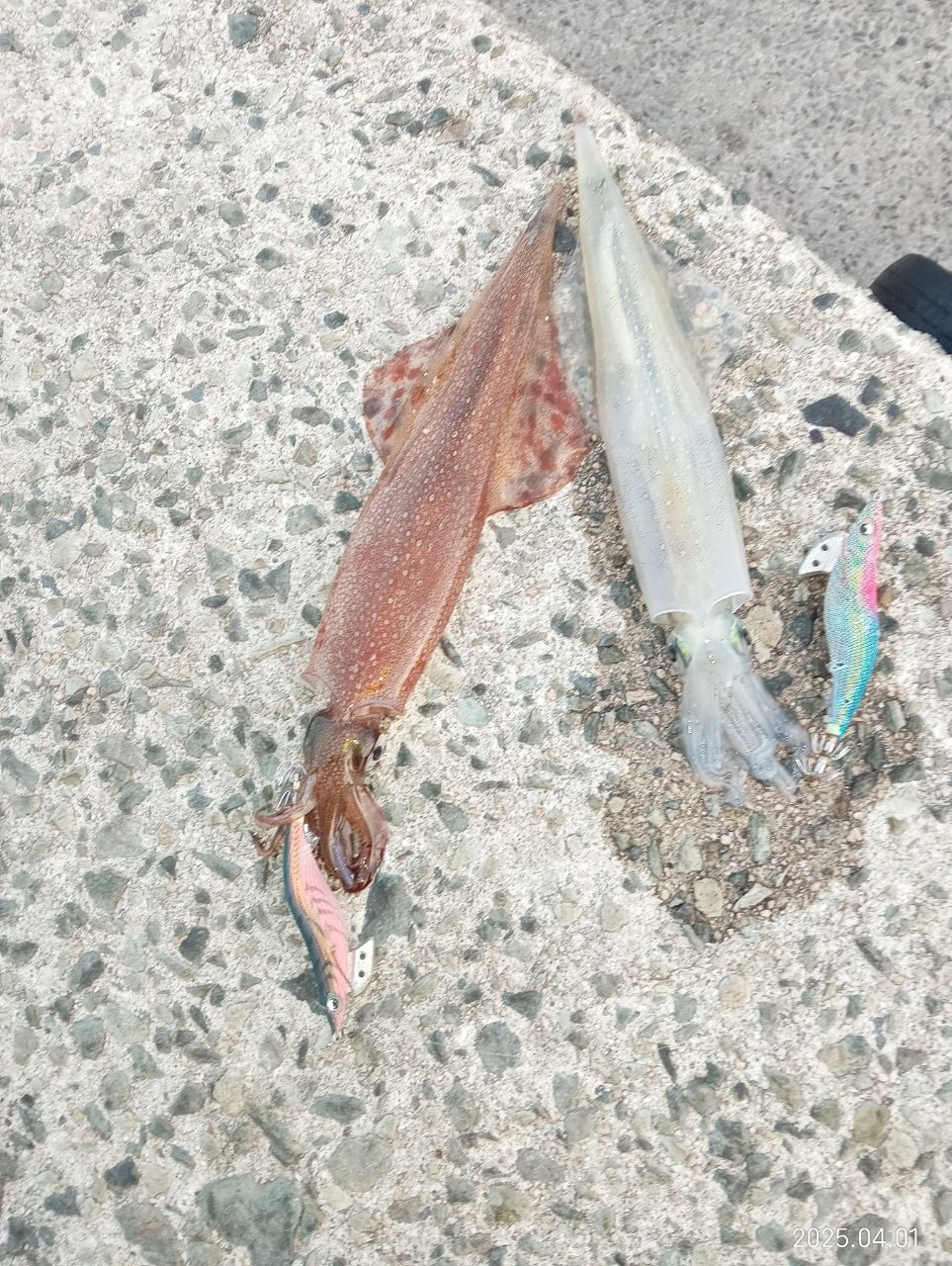 ヤリイカ