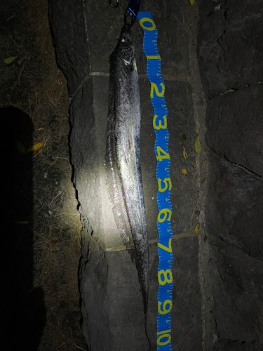 タチウオの釣果