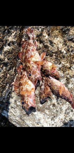 アラカブの釣果