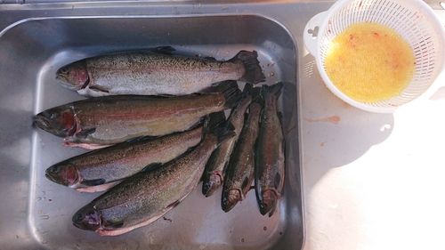 ホウライマスの釣果